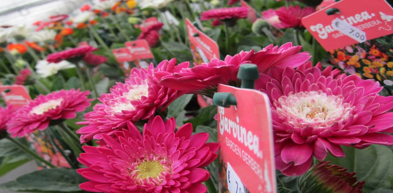 <p>Geraniums</p>