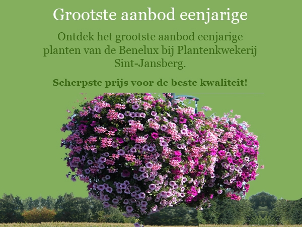 <p>Eenjarige planten</p>